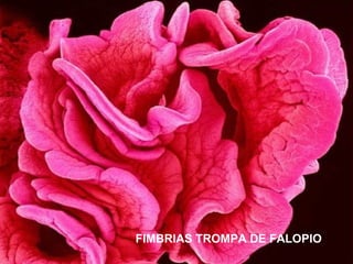 FIMBRIAS TROMPA DE FALOPIO
 