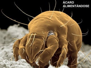 ÁCARO
ALIMENTÁNDOSE