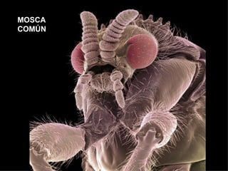 MOSCA
COMÚN