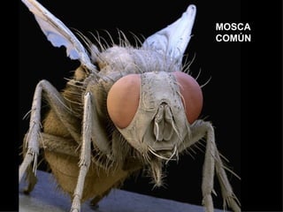 MOSCA
COMÚN