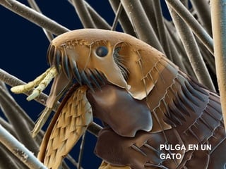 PULGA EN UN
GATO
