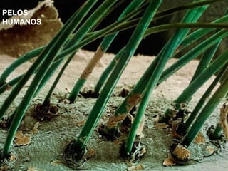 PELOS
HUMANOS