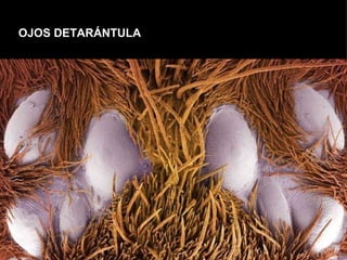 OJOS DETARÁNTULA
