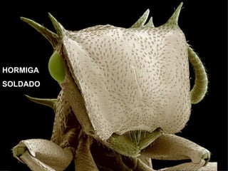 HORMIGA
SOLDADO