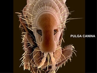 PULGA CANINA