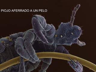 PIOJO AFERRADO A UN PELO