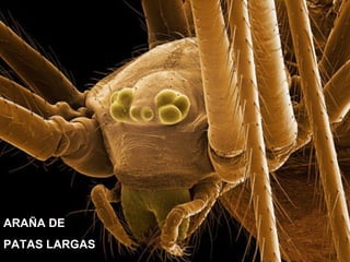 ARAÑA DE
PATAS LARGAS