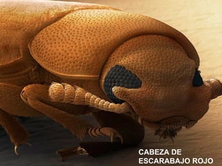 CABEZA DE
ESCARABAJO ROJO