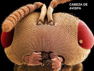 CABEZA DE
AVISPA