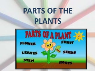 PARTS OF THE
PLANTS
 