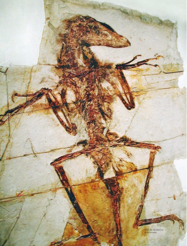 Primaria sexto grado_ciencias_naturales_libro_de_texto