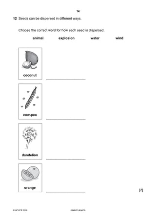 14
© UCLES 2016 0846/01/A/M/16
12 Seeds can be dispersed in different ways.
Choose the correct word for how each seed is dispersed.
animal explosion water wind
coconut
cow-pea
dandelion
orange
[2]
 