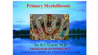 Dr. B.V.Vydehi M.D
PROFESSOR OF PATHOLOGY
NARAYANA MEDICAL COLLEGE,NELLORE
Primary Myelofibrosis
 