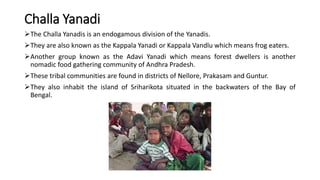 Challa Yanadi
The Challa Yanadis is an endogamous division of the Yanadis.
They are also known as the Kappala Yanadi or Kappala Vandlu which means frog eaters.
Another group known as the Adavi Yanadi which means forest dwellers is another
nomadic food gathering community of Andhra Pradesh.
These tribal communities are found in districts of Nellore, Prakasam and Guntur.
They also inhabit the island of Sriharikota situated in the backwaters of the Bay of
Bengal.
 