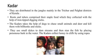 Kadar
• They are distributed in the jungles mainly in the Trichur and Palghat districts
of Kerala .
• Roots and tubers comprised their staple food which they collected with the
help of iron-tipped digging sticks.
• The Kadars takes the help of dogs to chase small animals and deer and kill
them with billhooks and sticks.
• They use small dykes to dam streams and then stun the fish by placing
poisonous bark in the water. The Kadars collect honey in cliffs by using ropes
 