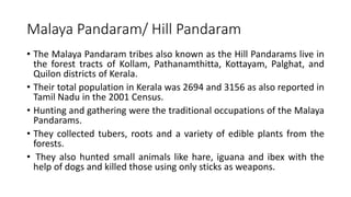 Malaya Pandaram/ Hill Pandaram
• The Malaya Pandaram tribes also known as the Hill Pandarams live in
the forest tracts of Kollam, Pathanamthitta, Kottayam, Palghat, and
Quilon districts of Kerala.
• Their total population in Kerala was 2694 and 3156 as also reported in
Tamil Nadu in the 2001 Census.
• Hunting and gathering were the traditional occupations of the Malaya
Pandarams.
• They collected tubers, roots and a variety of edible plants from the
forests.
• They also hunted small animals like hare, iguana and ibex with the
help of dogs and killed those using only sticks as weapons.
 
