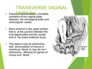 TRANSVERSE VAGINAL
SEPTUM
• Failure of vertical fusion ( complete
cavitation of the vaginal plate
between the sinovaginal bulbs and
uterovaginal canal).
• More common in the upper portion,
that is, at the junction between the
sinovaginal plate and the caudal
end of the fused müllerian ducts.
• The septum may be obstructive,
with accumulation of mucus or
menstrual blood, or may be non-
obstructive, allowing for egress of
mucus and blood.
 