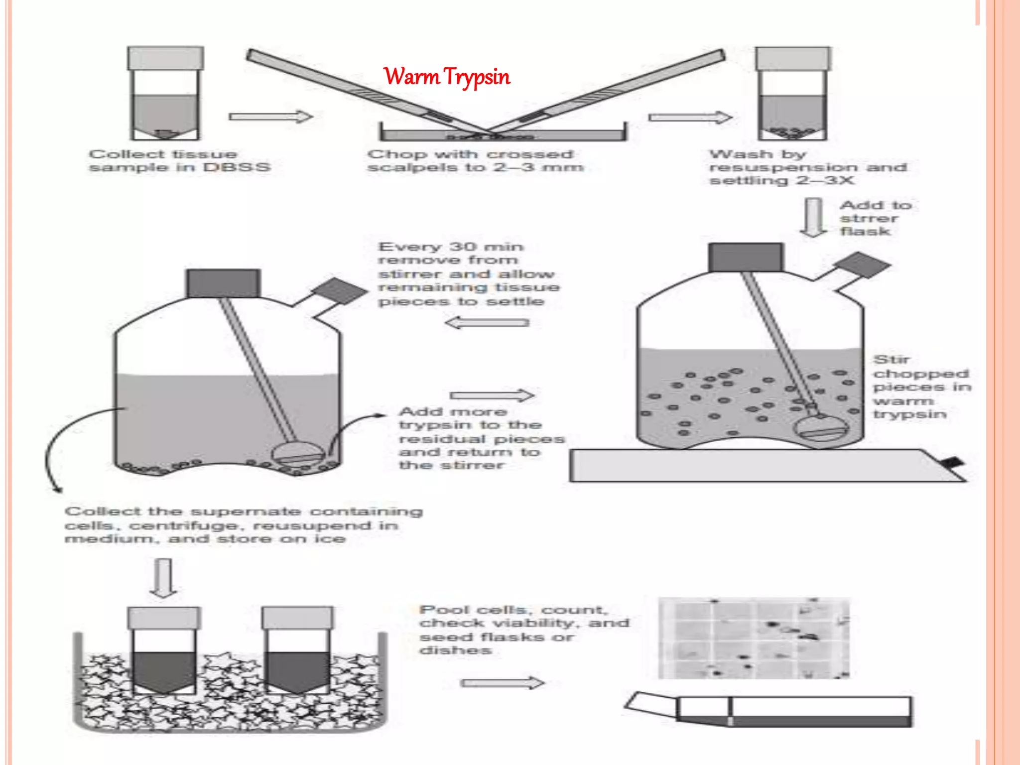 Primary and established cell line culture | PPTX