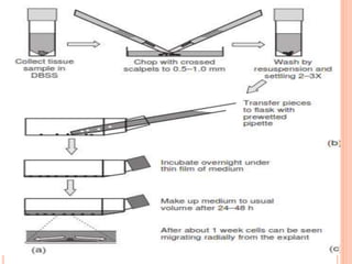 Primary and established cell line culture | PPTX