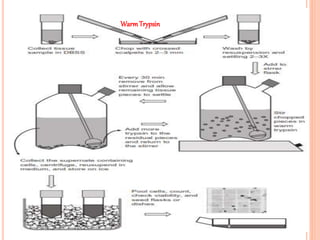 Primary and established cell line culture | PPTX