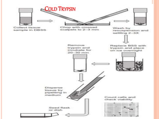 Primary and established cell line culture | PPTX