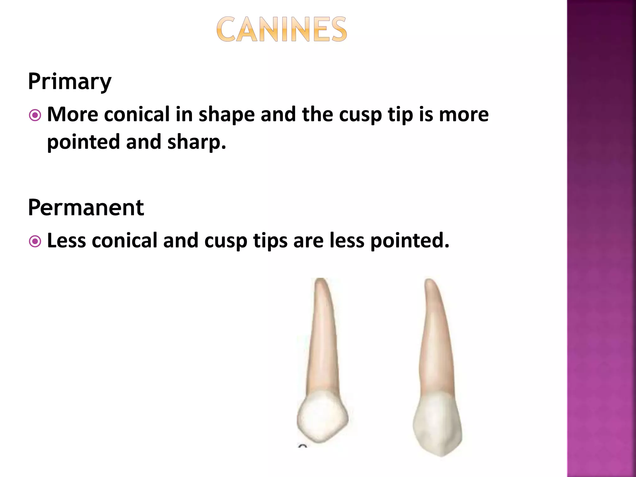 Difference between Primary and permanent teeth | PPTX