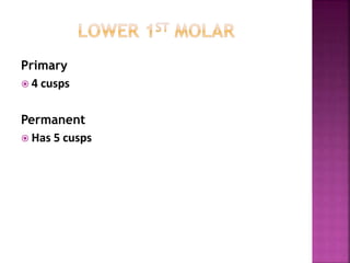 Primary
 4 cusps
Permanent
 Has 5 cusps
 