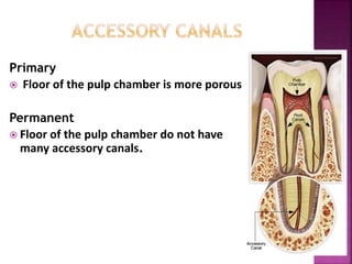 Primary
 Floor of the pulp chamber is more porous
Permanent
 Floor of the pulp chamber do not have
many accessory canals.
 