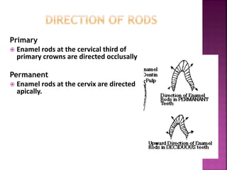 Primary
 Enamel rods at the cervical third of
primary crowns are directed occlusally
Permanent
 Enamel rods at the cervix are directed
apically.
 
