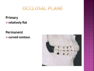 Primary
 relatively flat
Permanent
 curved contour.
 