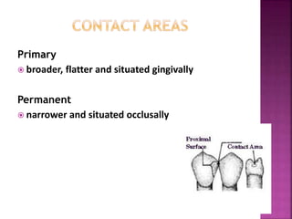Primary
 broader, flatter and situated gingivally
Permanent
 narrower and situated occlusally
 