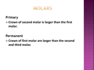 Primary
 Crown of second molar is larger than the first
molar.
Permanent
 Crown of first molar are larger than the second
and third molar.
 