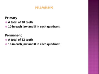 Primary
 A total of 20 teeth
 10 in each jaw and 5 in each quadrant.
Permanent
 A total of 32 teeth
 16 in each jaw and 8 in each quadrant
 