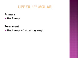 Primary
 Has 3 cusps
Permanent
 Has 4 cusps + 1 accessory cusp.
 