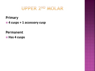 Primary
 4 cusps + 1 accessory cusp
Permanent
 Has 4 cusps
 