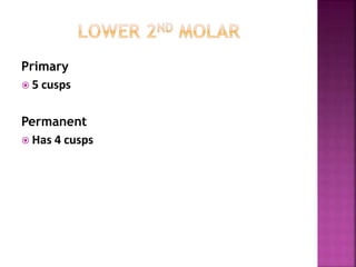 Primary
 5 cusps
Permanent
 Has 4 cusps
 