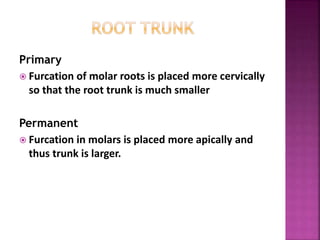 Primary
 Furcation of molar roots is placed more cervically
so that the root trunk is much smaller
Permanent
 Furcation in molars is placed more apically and
thus trunk is larger.
 
