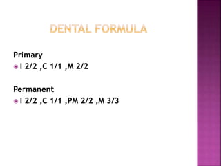 Primary
 I 2/2 ,C 1/1 ,M 2/2
Permanent
 I 2/2 ,C 1/1 ,PM 2/2 ,M 3/3
 