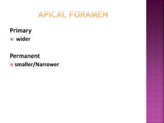 Primary
 wider
Permanent
 smaller/Narrower
 
