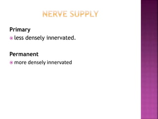 Primary
 less densely innervated.
Permanent
 more densely innervated
 