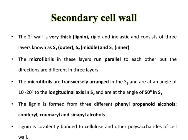 Difference Between Primary Cell And Secondary Cell Wall Primary and secondary cell wall | PPT