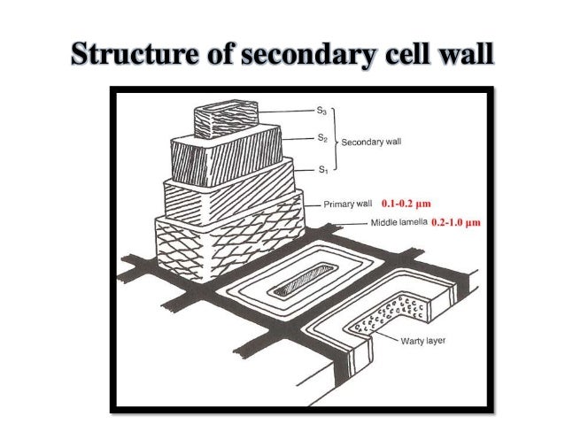 Difference Between Primary Cell And Secondary Cell Wall Primary and secondary cell wall