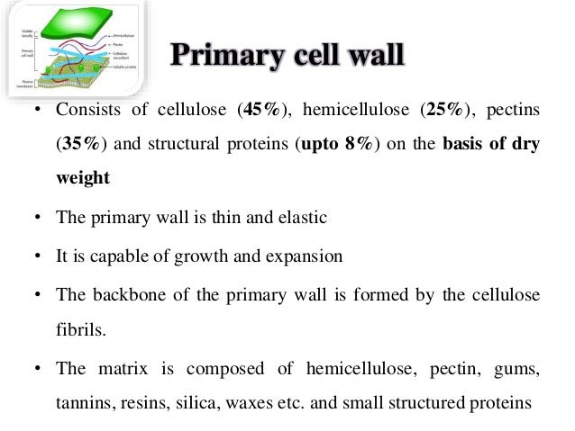 Difference Between Primary Cell And Secondary Cell Wall Primary and secondary cell wall