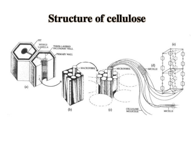 Difference Between Primary Cell And Secondary Cell Wall Primary and secondary cell wall