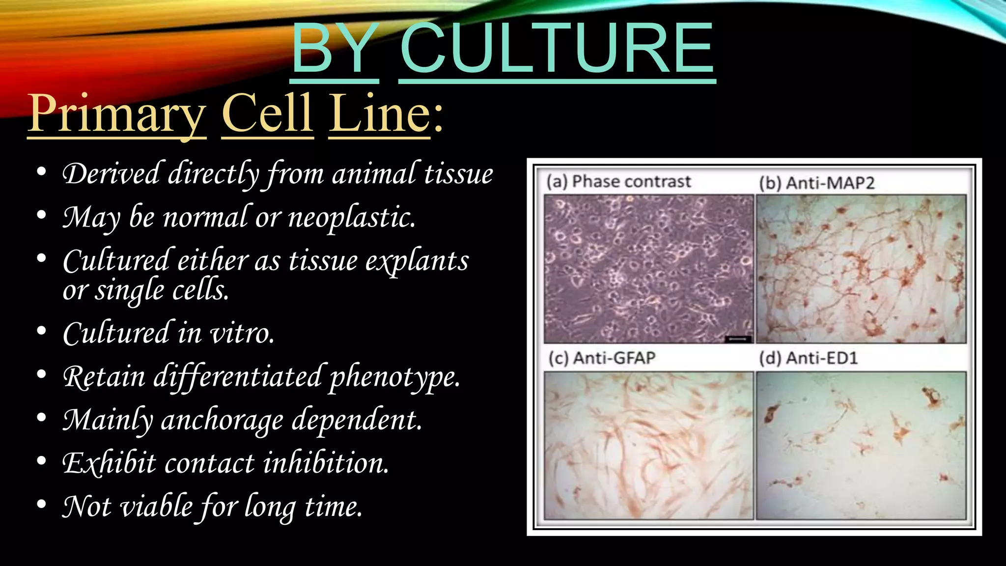 BY CULTURE
Primary Cell Line:
• Derived directly from animal tissue
• May be normal or neoplastic.
• Cultured either as tissue explants
or single cells.
• Cultured in vitro.
• Retain differentiated phenotype.
• Mainly anchorage dependent.
• Exhibit contact inhibition.
• Not viable for long time.
 