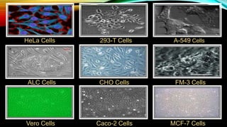 HeLa Cells 293-T Cells A-549 Cells
ALC Cells CHO Cells
Vero Cells Caco-2 Cells MCF-7 Cells
FM-3 Cells
 