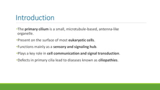 The Primary Cilium: Structure, Function, and Role in Health and Disease ...