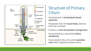 The Primary Cilium: Structure, Function, and Role in Health and Disease ...