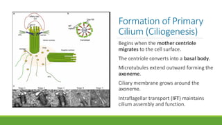 The Primary Cilium: Structure, Function, and Role in Health and Disease ...