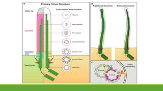 The Primary Cilium: Structure, Function, and Role in Health and Disease ...